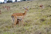 Abenteuer Kenia
