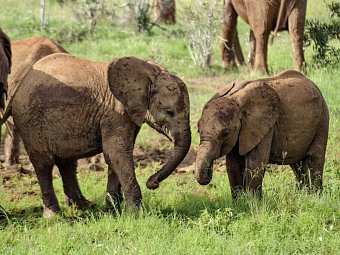 Abenteuer Kenia