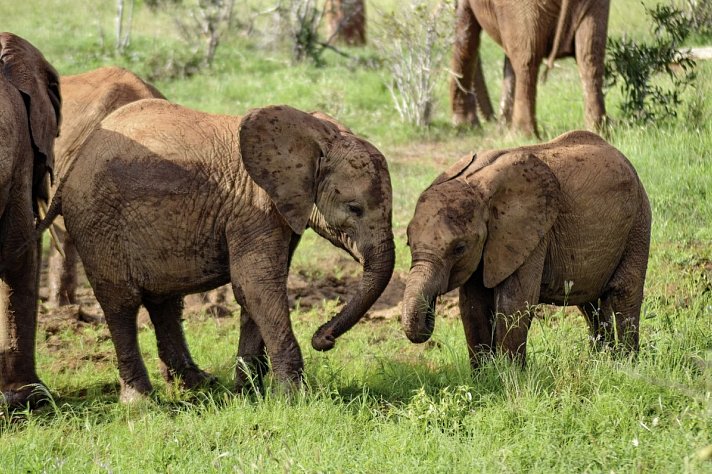 Abenteuer Kenia