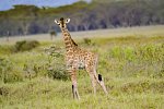 Abenteuer Kenia