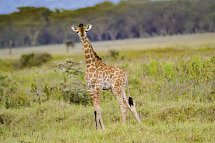 Abenteuer Kenia
