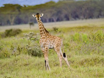 Abenteuer Kenia