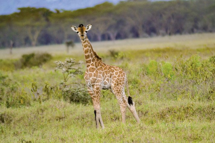 Abenteuer Kenia