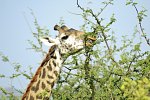 Abenteuer Kenia