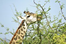 Abenteuer Kenia
