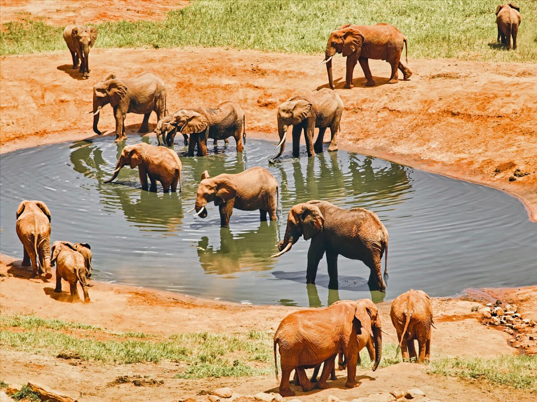 Löwenherz Safari
