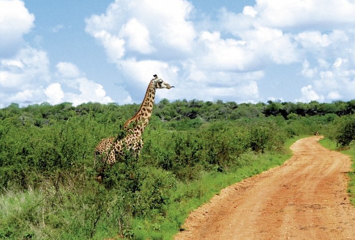 Löwenherz Safari - Giraffen im Tsavo Nationalpark