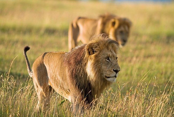 Die große Kenia Safari - Löwen in der Masai Mara