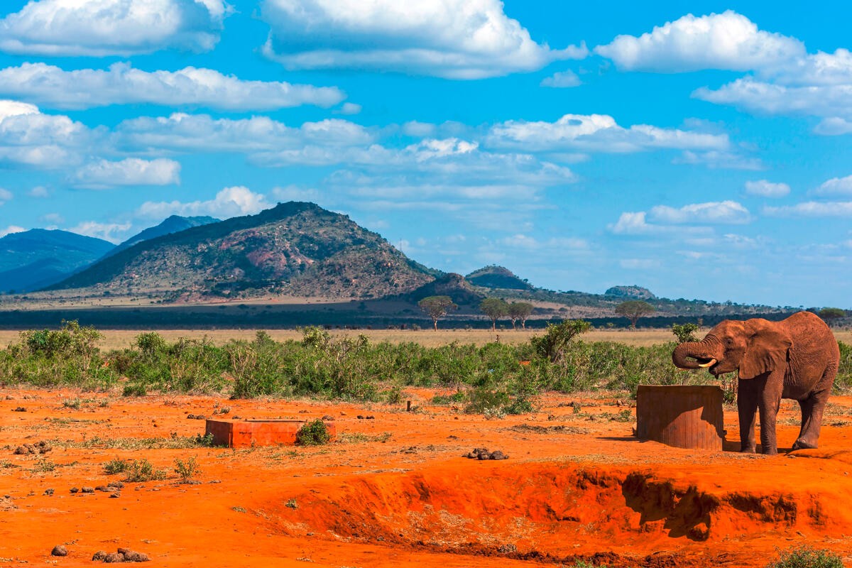 Malindi to the Wild