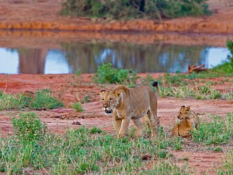 Malindi to the Wild