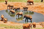 Malindi to the Wild