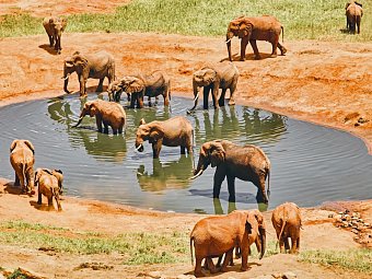 Malindi to the Wild