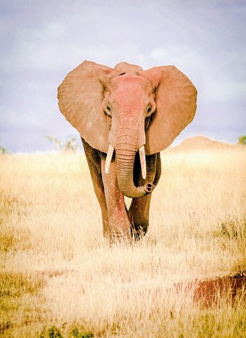 Kenia Explorer