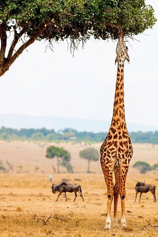 Kenia Explorer