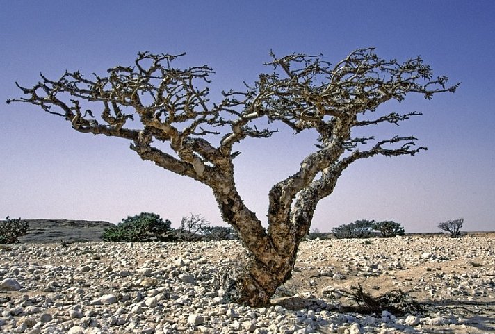 Die Weihrauchstraße - Der Duft des Orients - Dhofar