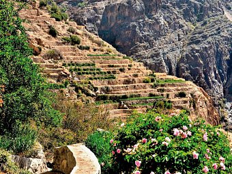 Das Königreich Oman zu Fuß entdecken - Rosenblüte, Jebel Shams
