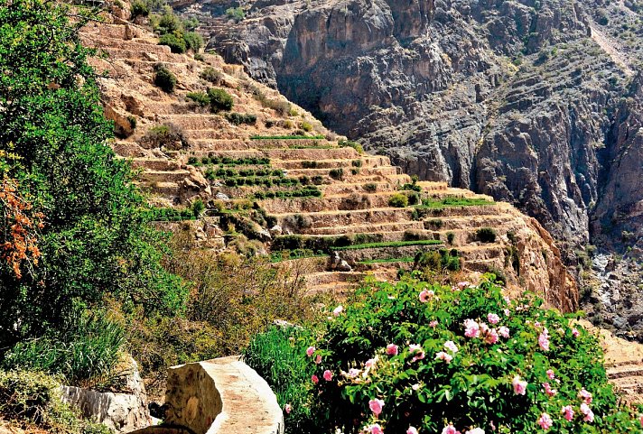 Das Königreich Oman zu Fuß entdecken - Rosenblüte, Jebel Shams