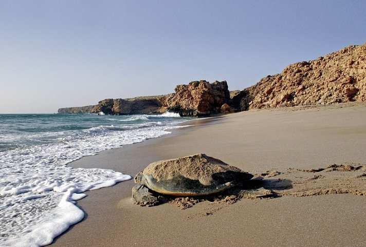 Oman erfahren - Mit dem Allrad durch grandiose Landschaften - Ras Al Jinz