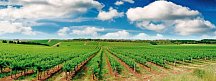Great Ocean Road & Beyond - Weinberge bei Adelaide