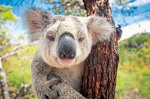 Great Ocean Road & Beyond - Koala