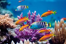 Vielfalt Australien & Ostküste - Great Barrier Reef