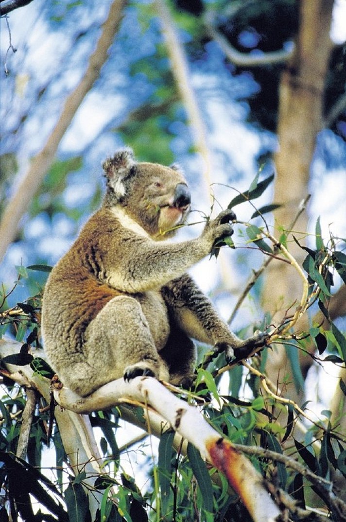 Best of Australia
