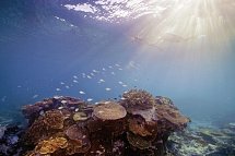 Australiens Glanzpunkte & Great Ocean Road - Schnorcheln am Great Barrier Reef