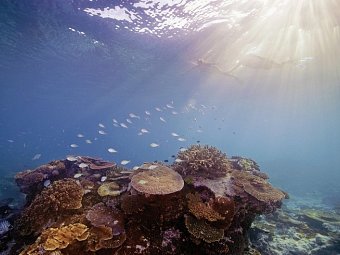 Australiens Glanzpunkte & Great Ocean Road - Schnorcheln am Great Barrier Reef