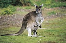 Australiens Glanzpunkte & Great Ocean Road