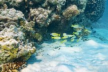 The Ritz-Carlton Maldives, Fari Islands