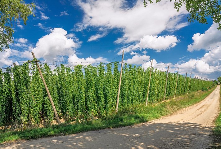 Radreise Hallertau - Hopfengarten in der Hallertau