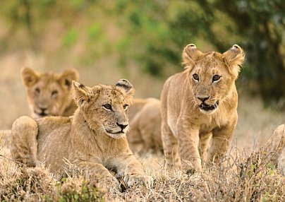 Masai Mara Fly-In Safari Superior ab/bis Nairobi Nairobi