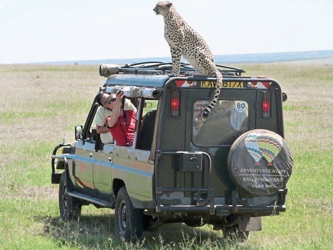 Masai Mara Fly-In Safari Superior ab/bis Nairobi - Mara Fig Tree Camp