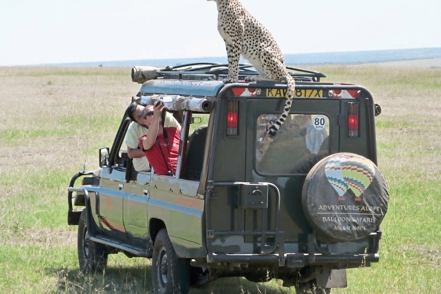 Masai Mara Fly-In Safari Superior ab/bis Nairobi - Mara Fig Tree Camp