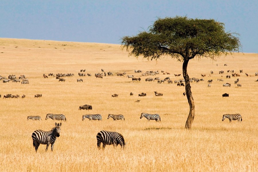 Masai Mara Fly-In Safari Superior ab/bis Nairobi