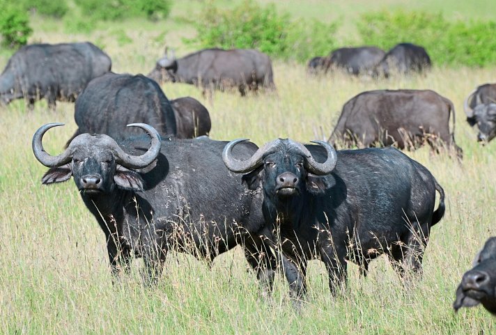 Drifters - Kenia & Tansania Explorer - Büffel