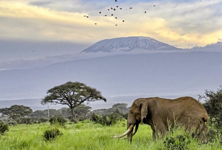 Drifters - Kenia & Tansania Explorer Camping - Blick auf den Kilimandscharo