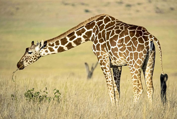 Drifters - Kenia & Tansania Explorer Camping