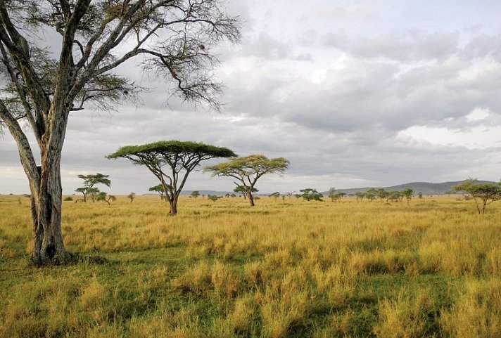 Drifters - Kenia & Tansania Explorer - Masai Mara