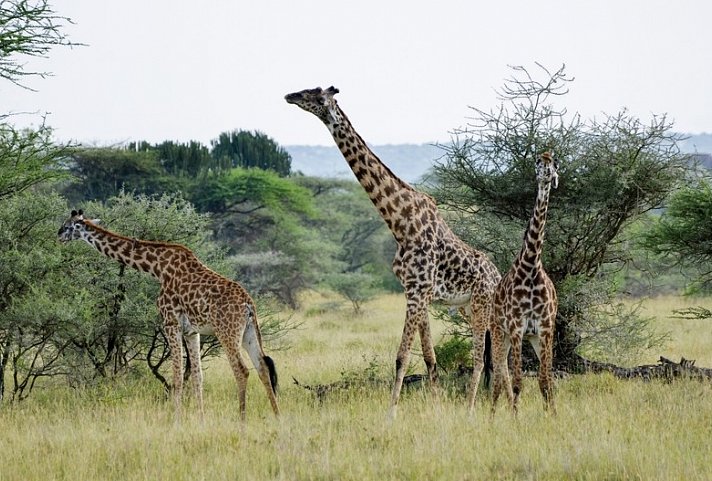 Drifters - Kenia & Tansania Explorer - Giraffen, Lake Naivasha