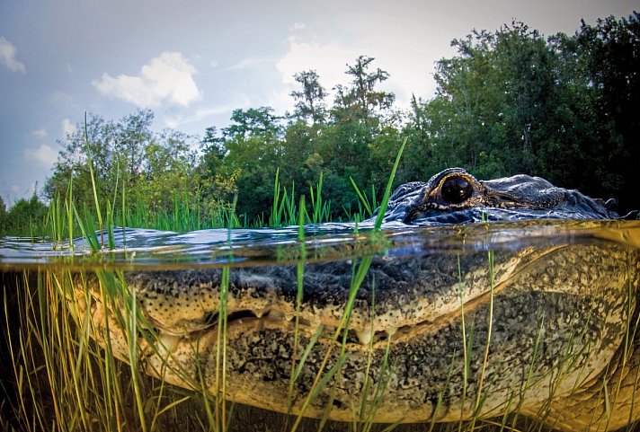 Manhattan Express & Florida Sunshine State inkl. Badeverlängerung (Superior-Variante, City View) - Everglades Nationalpark
