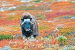 Traumhaftes Fjell-und Fjordnorwegen