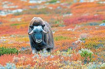 Traumhaftes Fjell-und Fjordnorwegen - Dovrefjell