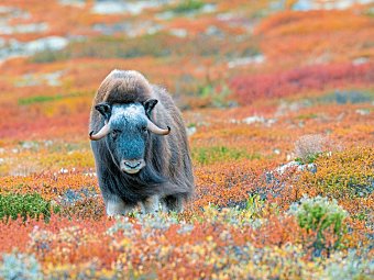 Traumhaftes Fjell-und Fjordnorwegen - Dovrefjell
