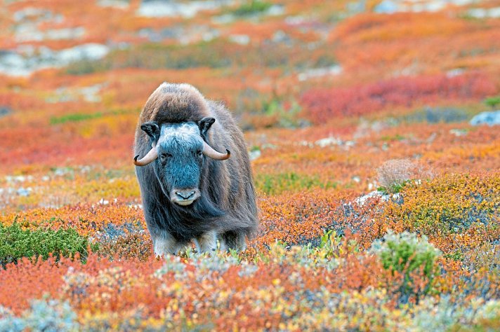 Traumhaftes Fjell-und Fjordnorwegen
