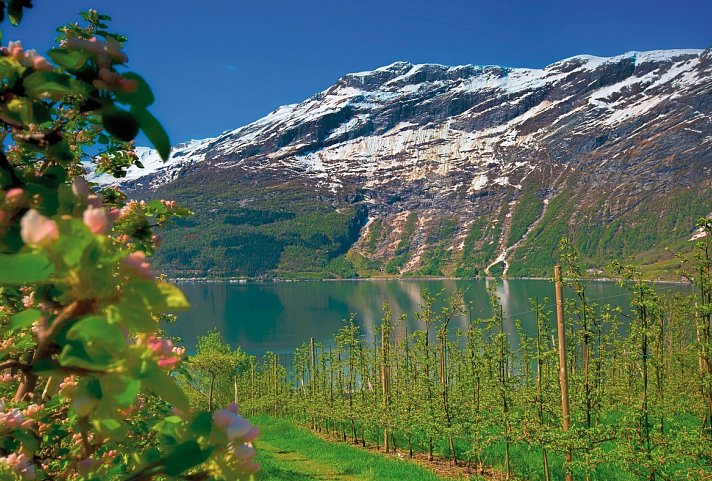 Norwegens Naturschauspiele erleben - Obstblüte Hardangerfjord