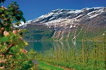 Norwegens Naturschauspiele erleben - Obstblüte Hardangerfjord