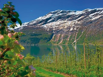 Norwegens Naturschauspiele erleben - Obstblüte Hardangerfjord