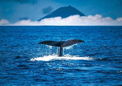 Walbeobachtungen und Inselhüpfen Insel São Miguel