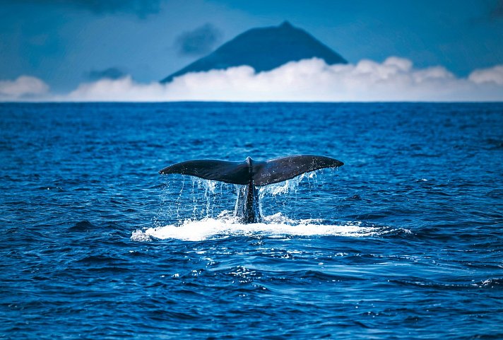 Walbeobachtungen und Inselhüpfen